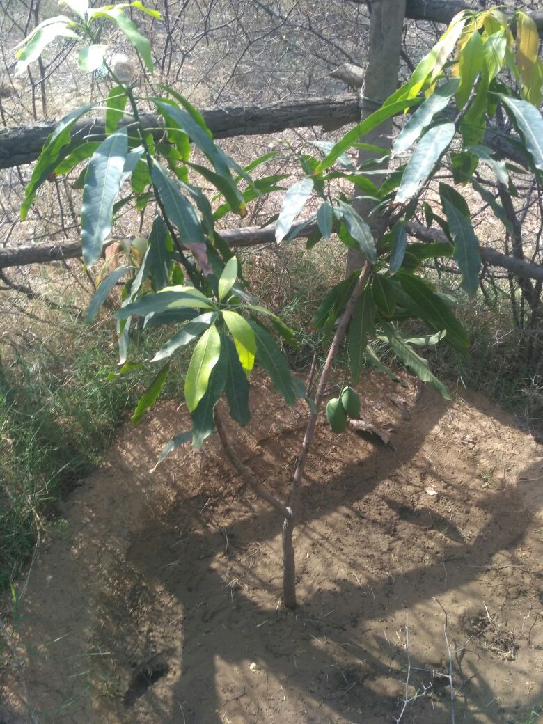 First mango tree was planted by Maj Gen A K Singh on 22nd June 2015 in the Poplar Jungle.He named the tree “SHREENARAYAN”, after his grandfather. The tree bore its first fruit in 2018- a pair of mangoes.